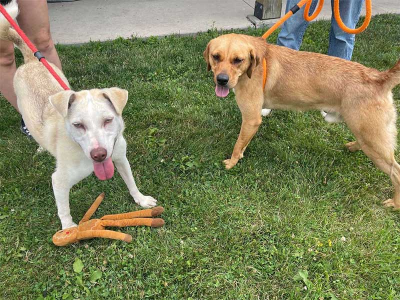 Two friendly dogs on the grass during the ImpactLife Blood Drive in Ottumwa, Iowa at Southeast Iowa Sports Center