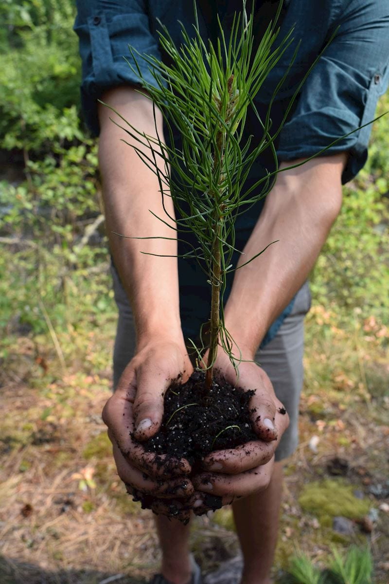 NFF tree planting 1