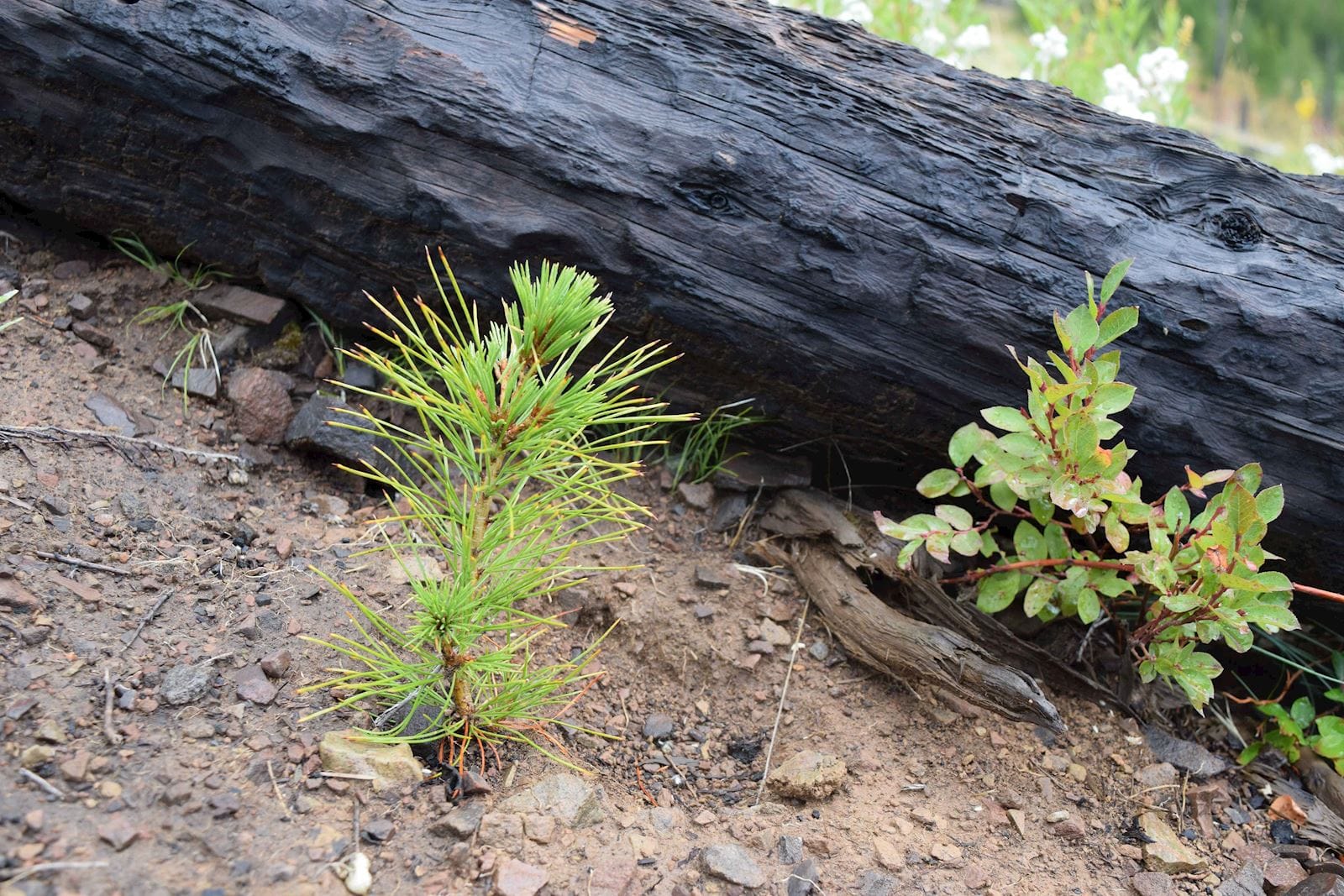 NFF tree planting